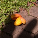 野生の熟れたマンゴーが道端に落ちていた - 2013/05/04 10:02