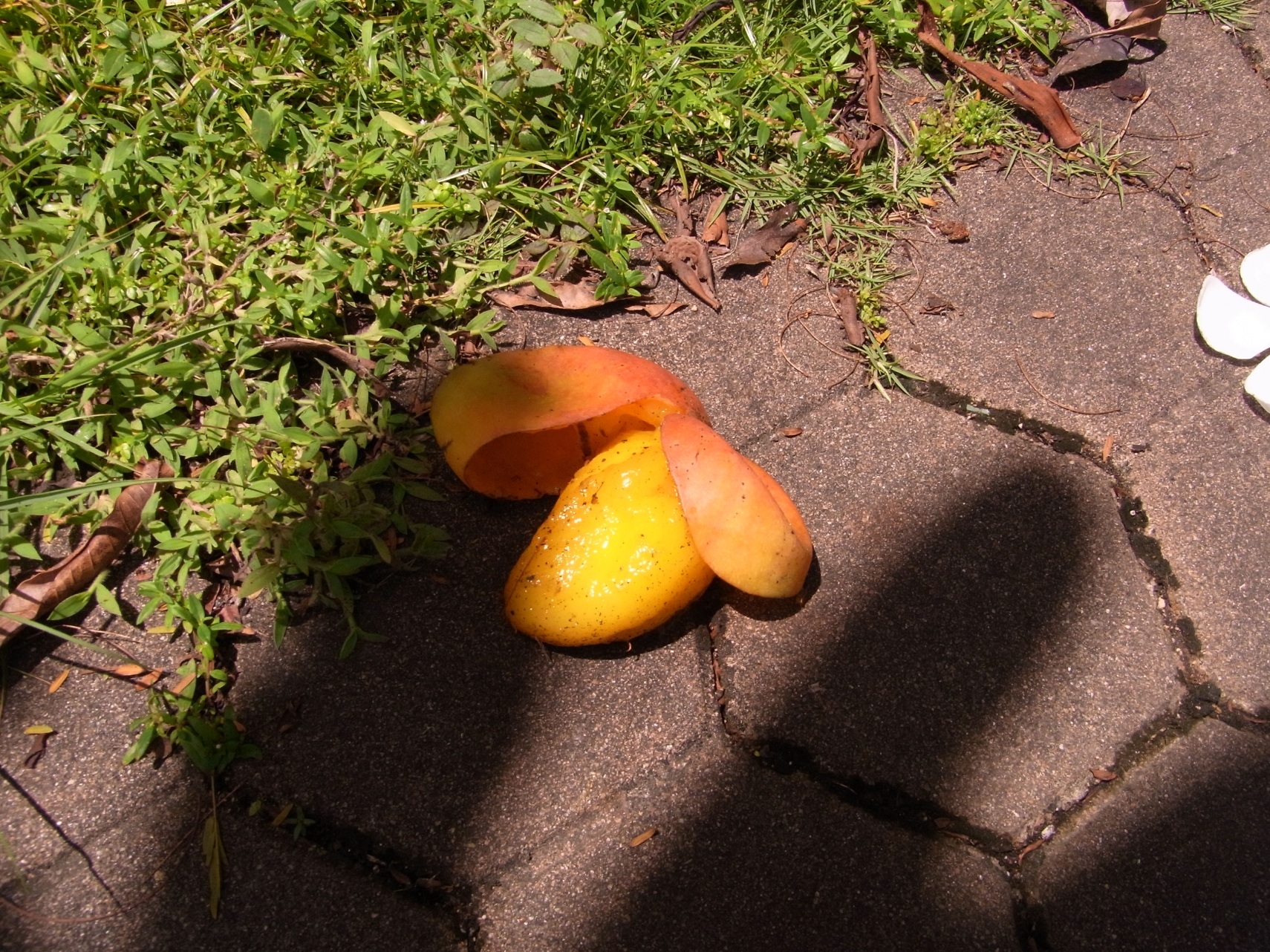 野生の熟れたマンゴーが道端に落ちていた